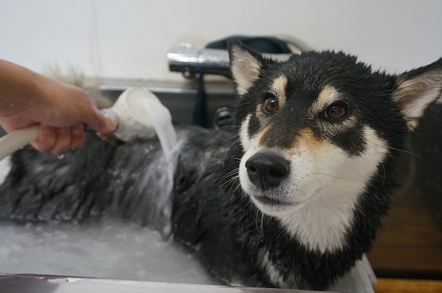 っとご機嫌朝風呂入浴中✨柴犬のはなちゃん(*'ω'*) 美意識高目なはなちゃんはバブルで清潔必須です☆☆