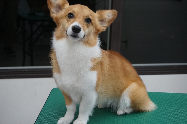 ぴかぴかテカテカのサラサラ~お嬢さんに(*^▽^*) 小柄なBODYに詰まった抜け毛かな~りサッパリしたね✨ さすが見事なアンダーコート(*´з`)
