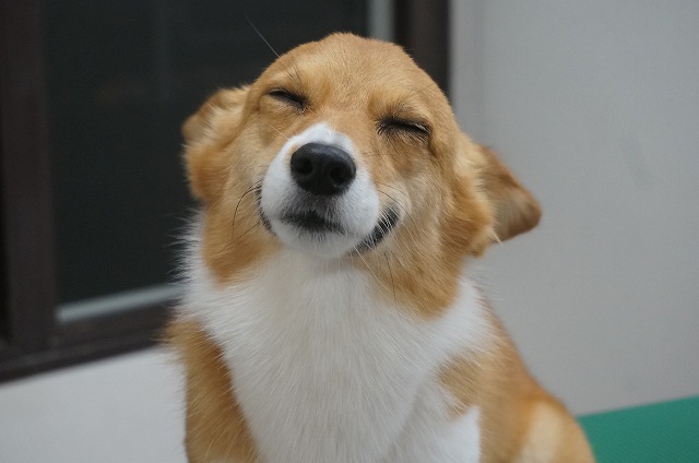 うっふ~ん 軽やか~~ん♪