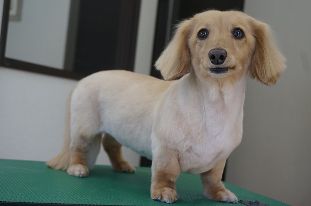 サッパリカットで子犬風お美女に変身(*´▽`*) 愛らしさバッチリでお手入れもラクチン✨素敵スタイルです(*´з`) いつも超お利口さんに頑張ってくれてありがとうね♪ 次回も元気にお手入れ頑張ろう(#^.^#)