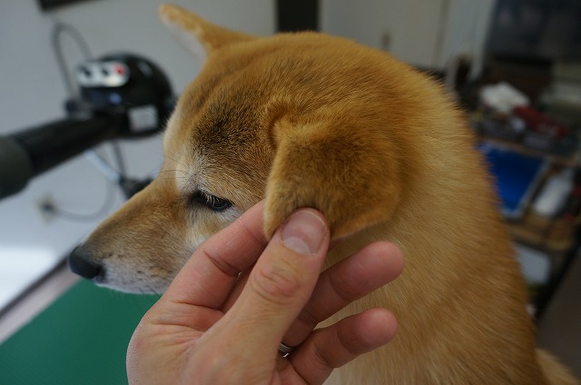 日本犬のお耳… 最っ高～(*´Д｀) 昔から大好きですわ～♪一日触ってられますわ～(*´Д｀) いいな～あずきちゃんいいな～お家でに欲しいな～～♪ なんて～思いながらブローしたら～～